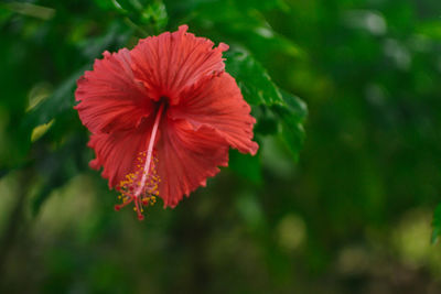 Close-up of red hibiscus blooming outdoors