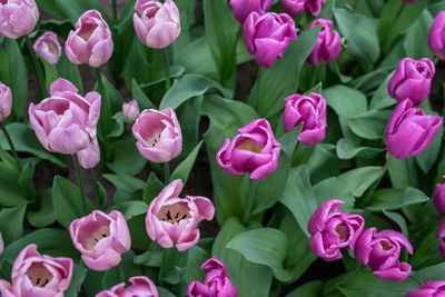 Close-up of pink flowering plants