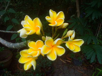 Close-up of yellow flower