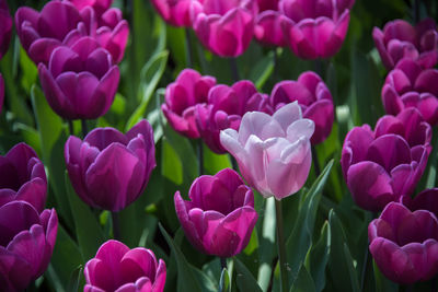 Close-up of pink tulips