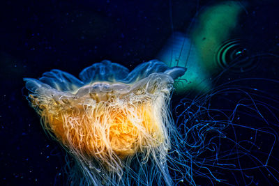 Close-up of jellyfish swimming in sea