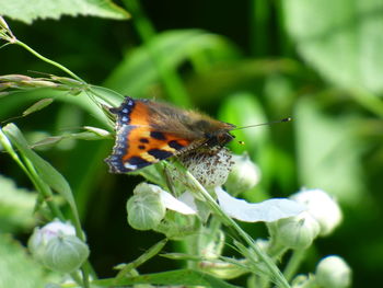 Close-up of butterfly perching on flower