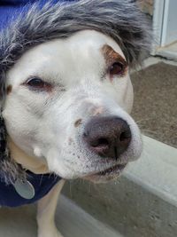 Close-up portrait of dog
