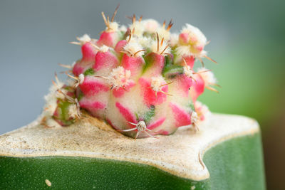 Close-up of pink fruit on plant