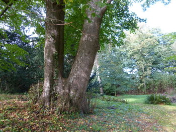 Trees in forest