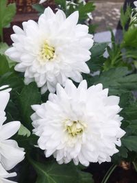 Close-up of flowers blooming outdoors