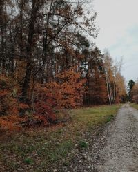 Road by trees in forest against sky during autumn