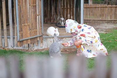  kids feeding the rabbits