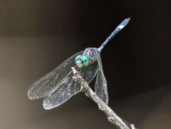 Close-up of dragonfly on twig