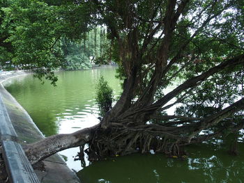 Scenic view of trees by river