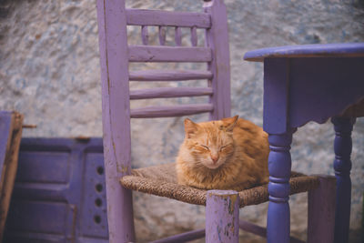 Stray cat in the old town of essaouira world heritage site, morocco