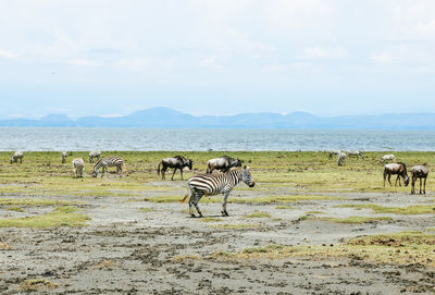 View of horses on field against sky