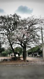 Close-up of flower tree against sky