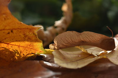 Close-up of mushrooms