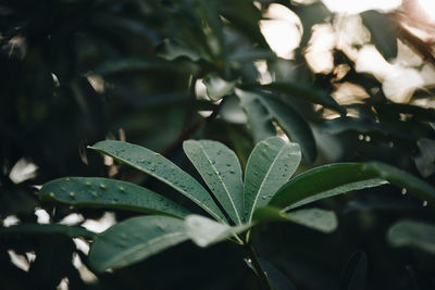 Close-up of wet plant leaves