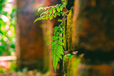 Close-up of fresh green leaf