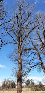 Low angle view of bare trees on field against sky