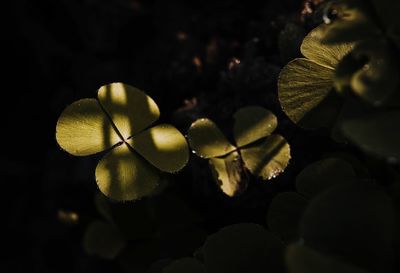 Close-up of yellow flowering plant