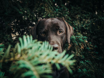 High angle view of dog on field