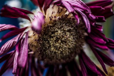 Macro shot of pink flower