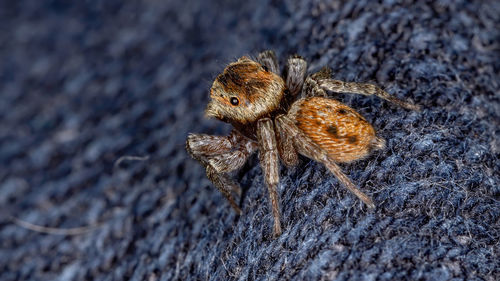High angle view of spider on wood