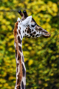 Close-up of giraffe