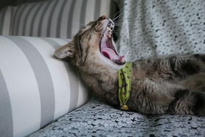 Close-up of a cat yawning