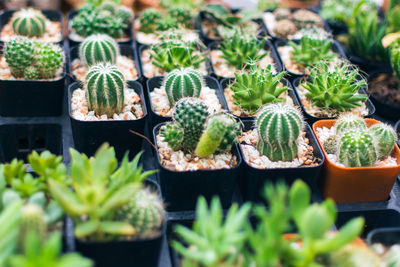 High angle view of cactus plants for sale at market stall