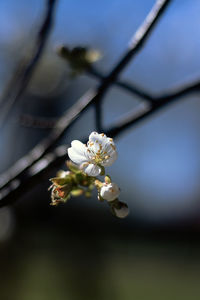 Close-up of white cherry blossom