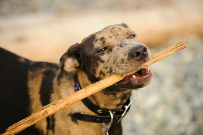 Close-up of dog on field