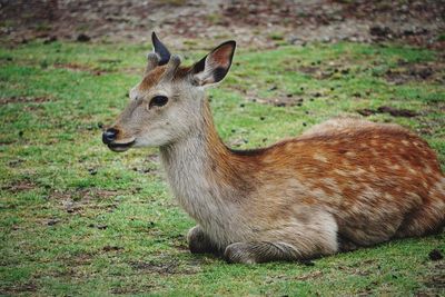 Deer in a field