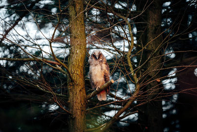 Owl on bare tree in forest
