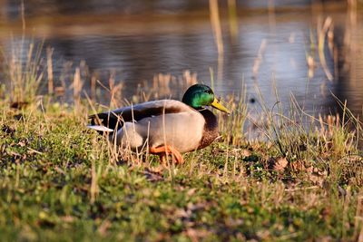 Mallard duck perching in grass 