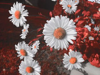 Close-up of white daisy flowers