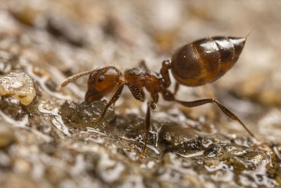 Close-up of ant