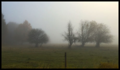 Trees in foggy weather