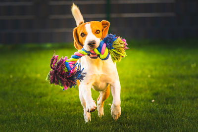 Dog running on field