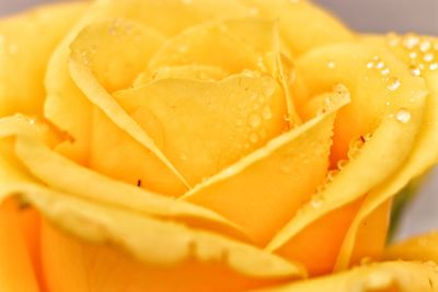 Close-up of orange rose