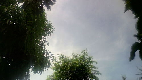 Low angle view of trees against sky