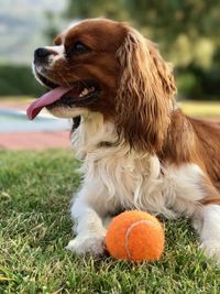 Dog on grass