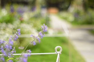 Close-up of purple flowers against blurred background