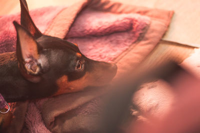 High angle view of black chihuahua dog lying on blanket