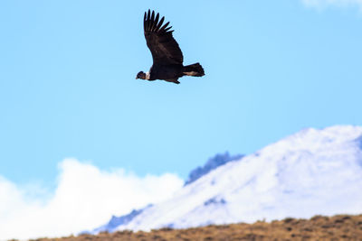 Low angle view of eagle flying against sky
