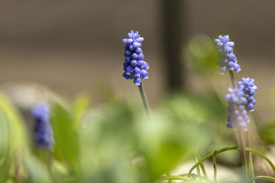 Close-up of purple flowering plant