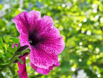 Close-up of pink flower blooming outdoors