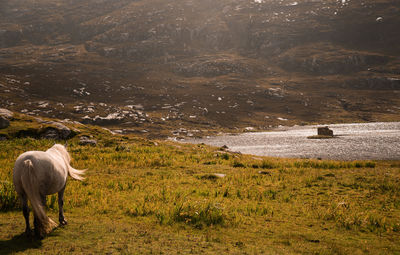 Horse standing on landscape