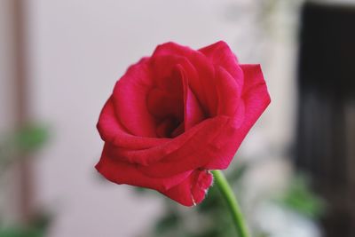 Close-up of red rose