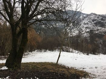 Trees on snow covered landscape