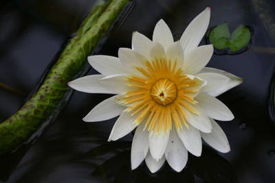 Close-up of white water lily