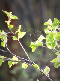 Close-up of leaves on tree